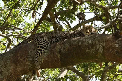 DSC_3981 (Large).JPG